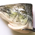 Salmon Head