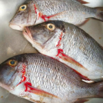 White Snapper
